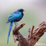 Meve s Langstaartglansspreeuw (Lamprotornis mevesii)