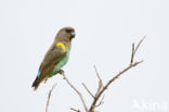 Meyer s Parrot (Poicephalus meyeri)
