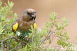 Meyerpapegaai (Poicephalus meyeri)