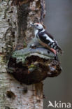 Middelste Bonte Specht (Dendrocopos medius)