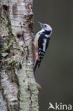 Middelste Bonte Specht (Dendrocopos medius)