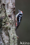 Middelste Bonte Specht (Dendrocopos medius)