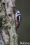 Middelste Bonte Specht (Dendrocopos medius)