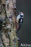 Middelste Bonte Specht (Dendrocopos medius)