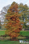 Moerascipres (Taxodium distichum)