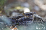 Red-necked nightjar (Caprimulgus ruficollis)