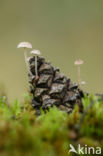 Conifercone Cap (Baeospora myosura)