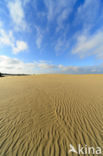 Nationaal Park De Hoge Veluwe