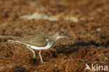 Common Sandpiper (Actitis hypoleucos)