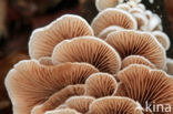 Crepidotus sp.