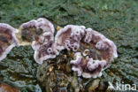 Paarse korstzwam (Chondrostereum purpureum)