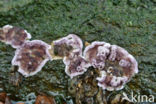 Paarse korstzwam (Chondrostereum purpureum)