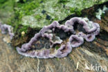 Paarse korstzwam (Chondrostereum purpureum)