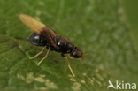 dark-winged black (Pachygaster atra)
