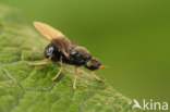 dark-winged black (Pachygaster atra)