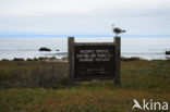 Pacifische Mantelmeeuw (Larus occidentalis)