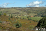 Parc naturel régional du Livradois Forez