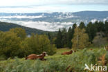 Parc naturel régional du Livradois Forez