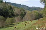 Parc naturel régional du Livradois Forez