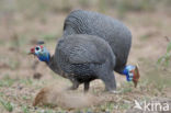 Helmeted Guineafowl (Numida meleagris)