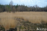 Pijpestrootje (Molinia caerulea)