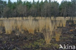 Purple Moor-grass (Molinia caerulea)