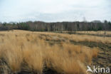 Purple Moor-grass (Molinia caerulea)