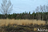 Purple Moor-grass (Molinia caerulea)