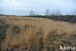 Purple Moor-grass (Molinia caerulea)