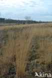 Purple Moor-grass (Molinia caerulea)