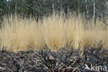 Purple Moor-grass (Molinia caerulea)