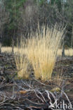 Pijpestrootje (Molinia caerulea)