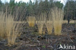 Purple Moor-grass (Molinia caerulea)