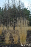 Purple Moor-grass (Molinia caerulea)