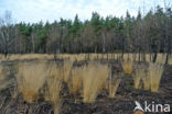 Purple Moor-grass (Molinia caerulea)