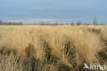 Purple Moor-grass (Molinia caerulea)