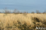 Purple Moor-grass (Molinia caerulea)