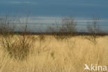 Purple Moor-grass (Molinia caerulea)