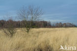 Purple Moor-grass (Molinia caerulea)