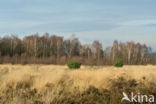 Purple Moor-grass (Molinia caerulea)