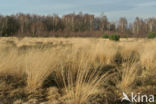 Purple Moor-grass (Molinia caerulea)