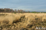 Purple Moor-grass (Molinia caerulea)