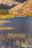 Purple Moor-grass (Molinia caerulea)