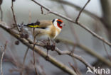 European Goldfinch (Carduelis carduelis)