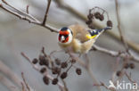European Goldfinch (Carduelis carduelis)