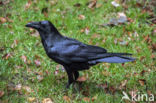 Raaf (Corvus corax)