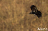 Raaf (Corvus corax)