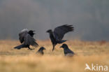 Raaf (Corvus corax)