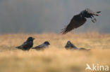 Common Raven (Corvus corax)