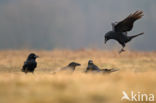 Raaf (Corvus corax)